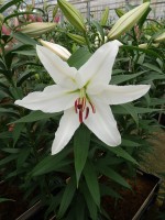 [5371 Constanta 2N VZ No01.JPG]